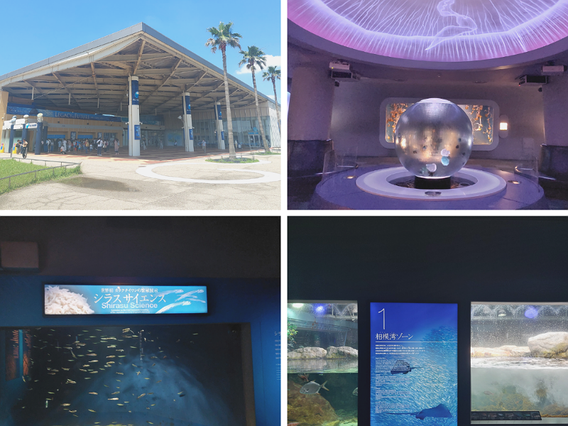 新江ノ島水族館の外観、クラゲファンタジー、シラスサイエンス、相模湖ゾーンの写真